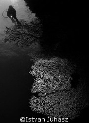 "Over The Corals" by Istvan Juhasz 